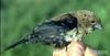 Blue-black Grassquit, Volatinia jacarina