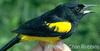 Greater Antillean Oriole (Icterus dominicensis)