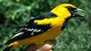 Altamira Oriole (Icterus gularis)