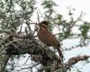 Scimitar-billed Woodcreeper (Drymornis bridgesii) - Wiki