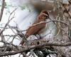 Scimitar-billed Woodcreeper, Drymornis bridgesii