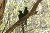 Violet Woodhoopoe (Phoeniculus damarensis) - Wiki