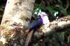 White-headed Woodhoopoe (Phoeniculus bollei) - Wiki