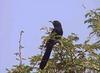 Black Woodhoopoe (Rhinopomastus aterrimus) - Wiki