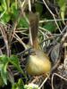 Yellow-bellied Prinia (Prinia flaviventris) - Wiki