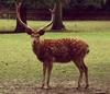 Dybowski's Sika Deer (Cervus nippon hortulorum)