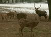 Dybowski's Sika Deer (Cervus nippon hortulorum)