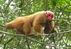 Uakari (Genus: Cacajao) - Wiki