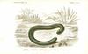 Caecilian (Order: Gymnophiona) - Wiki