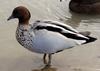 Australian Wood Duck (Chenonetta jubata) - Wiki