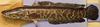 Northern Snakehead (Channa argus) - Wiki