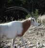 Scimitar-Horned Oryx (Oryx dammah) - Wiki
