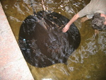 Giant freshwater stingray (Himantura chaophraya)