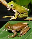 Color-changing Frog - Rhacophorus penanorum