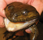 Fanged Frog (Limnonectes megastomias)