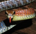 Red-necked Bronzeback (Dendrelaphis kopsteini)