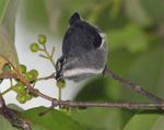 Spectacled Flowerpecker