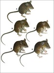 Seven New Species of Forest Mice