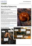 Kontikia flatworms (Page 1)