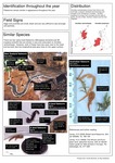 Kontikia flatworms (Page 2)