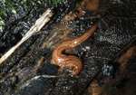 Kontikia flatworms - Kontikia andersoni