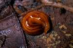 Kontikia flatworms - Kontikia andersoni