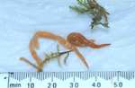 Australian flatworm (Australoplana sanguinea)