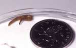A land flatworm (Microplana scharffi)