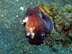 Coconut Octopus or Veined Octopus (Amphioctopus marginatus) - Wiki