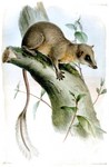 Pen-tailed Tree-shrew (Ptilocercus lowii) - Wiki