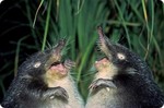 [Rare Animals] São Tomé Shrew (Crocidura thomensis)