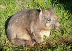 [Rare Animals] Northern hairy-nosed wombat (Lasiorhinus krefftii)