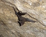 [Rare Animals] Seychelles sheath-tailed bat (Coleura seychellensis)