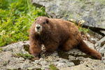 [Rare Animals] The Vancouver Island marmot (Marmota vancouverensis)