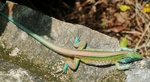 Rainbow Whiptail (Cnemidophorus lemniscatus) - Wiki