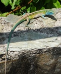 Rainbow Whiptail (Cnemidophorus lemniscatus) - Wiki