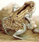 털개구리 / Trichobatrachus robustus (동물이름사전)