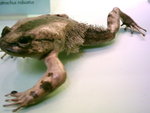 Hairy Frog (Trichobatrachus robustus) - Wiki