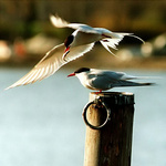 극제비갈매기, 북극제비갈매기 / Arctic Tern / Sterna paradisaea (동물이름사전)