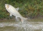 Asian carp - Wiki