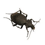 Carabus gigas the ground beetle