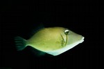 Boomerang Triggerfish, Sufflamen bursa