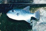 Rough triggerfish, Canthidermis maculata