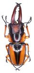 Prosopocoilus savagei (Hope, 1842) male