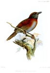 Rufous-breasted spinetail (Synallaxis erythrothorax)