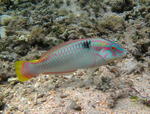 Zigzag wrasse (Halichoeres scapularis)