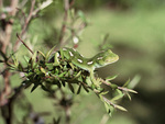 Auckland green gecko, Naultinus elegans elegans