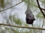 검은날여우박쥐 (Pteropus alecto, Black Flying Fox)