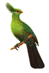 Schalow's turaco (Tauraco schalowi)