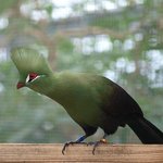 Guinea turaco (Tauraco persa)